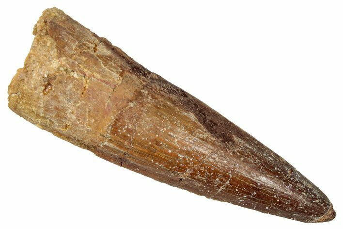Fossil Spinosaurus Tooth - Real Dinosaur Tooth #350124